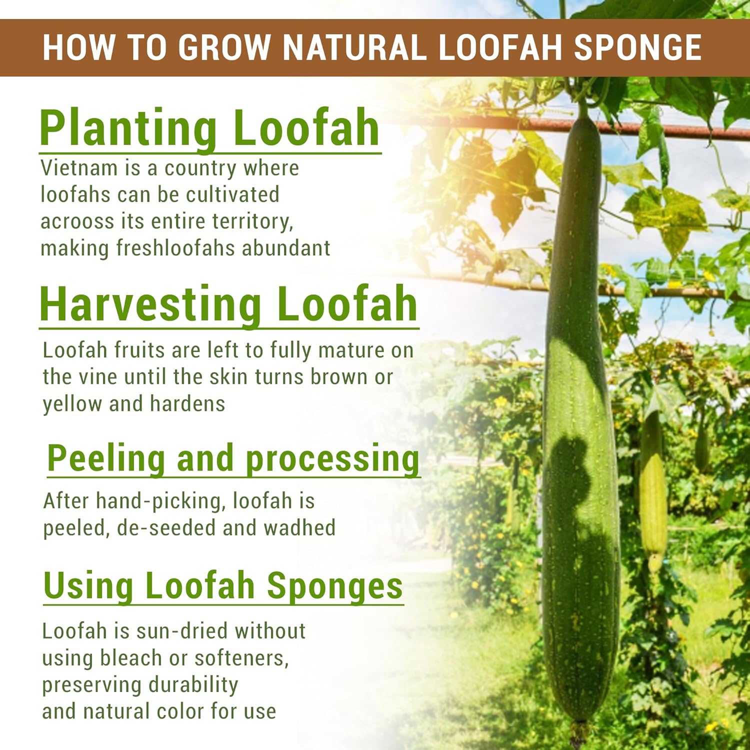 Multi-purpose Natural Whole Gourd Loofah