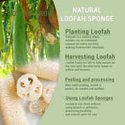 4pcs Natural Loofah Scrubbing Pads for Kitchen