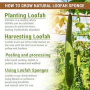 4pcs Natural Vietnamese Loofah Sponge